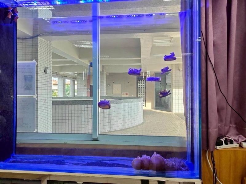 林園高中師生研究倒立水母