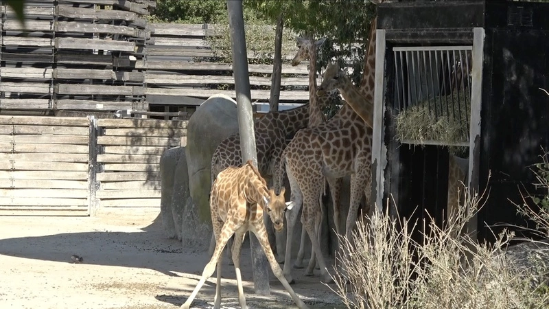 法國高溫難耐　動物園長頸鹿納涼、飼主替寵物消暑