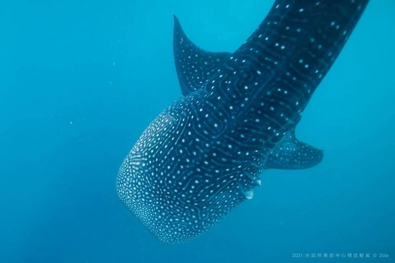 CITES大會決議　鯨鯊禁止國際間交易