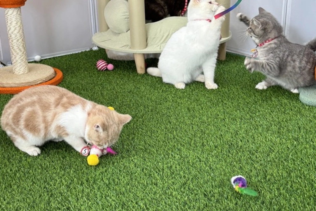 嘉縣喵星人命定配對　翁章梁抽出29名貓奴