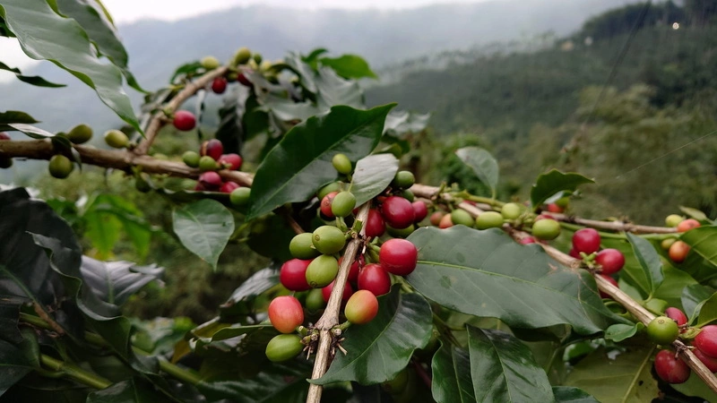 嘉縣梅山夫婦實現已故女兒心願　經營咖啡茗茶莊園