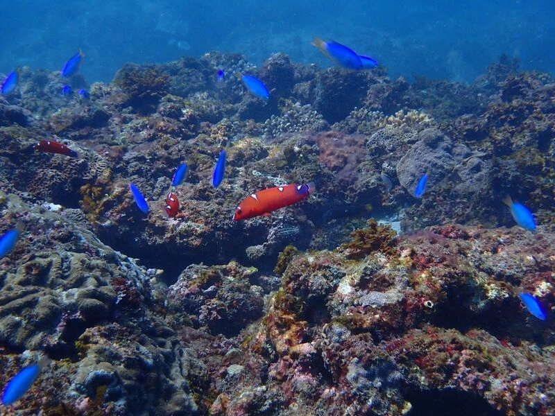 新北擬擴大設3浬帶狀保育區　禁潛水器、魚槍