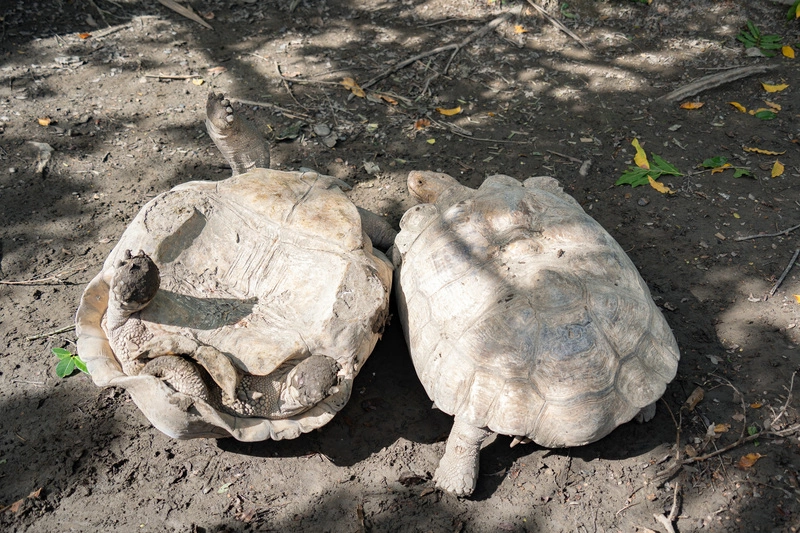 蘇卡達象龜爭地盤搏鬥行為