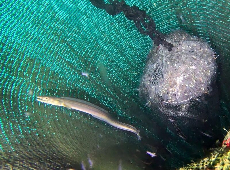 水試所推漁業永續  漁具網目擴大助小魚蝦穿越