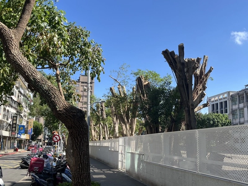 北市蘭州國中疑斷頭整排校樹