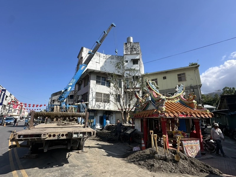 花蓮富里百年老樹枯死剷除　新種太魯閣櫟延續守護