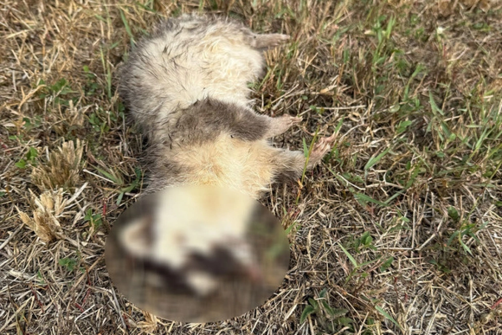 春日出現狂犬病鼬獾　屏東2026年首例