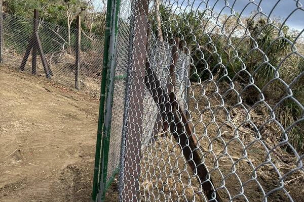 網友指梅花鹿卡網死　墾管處：近年用菱形鐵絲網