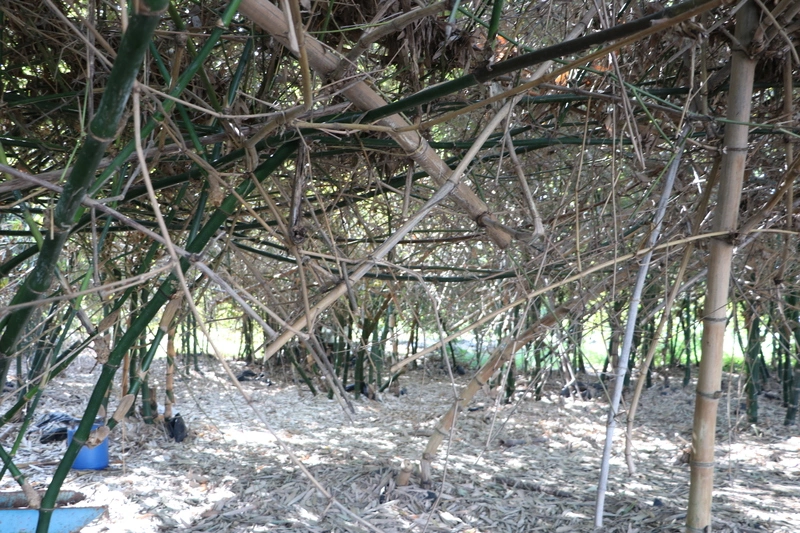 嘉縣大林鎮公所發放筍農現金紓困