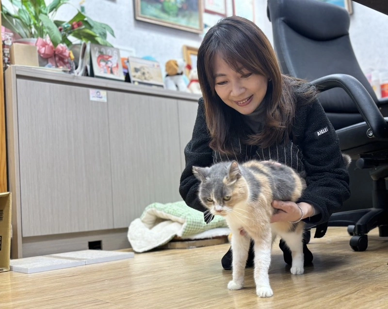 郭昱晴國會辦公室由愛貓「芋圓」坐鎮