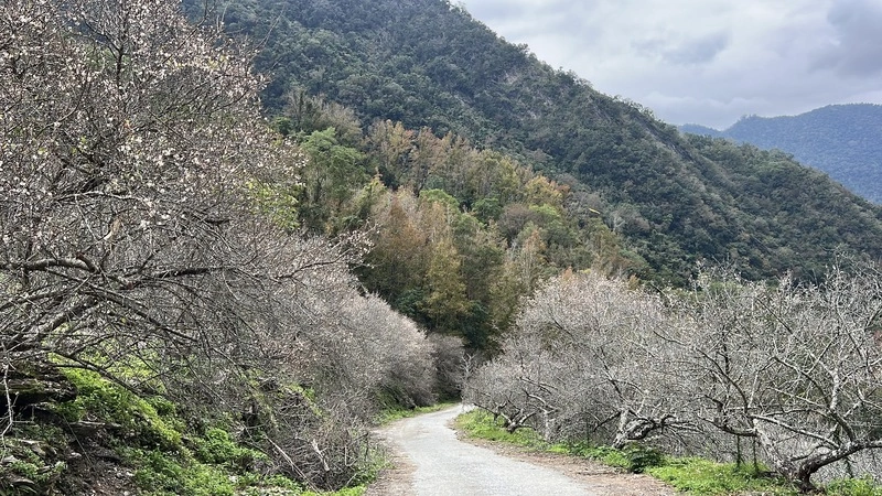 台東梅花報訊　春節腳步近了