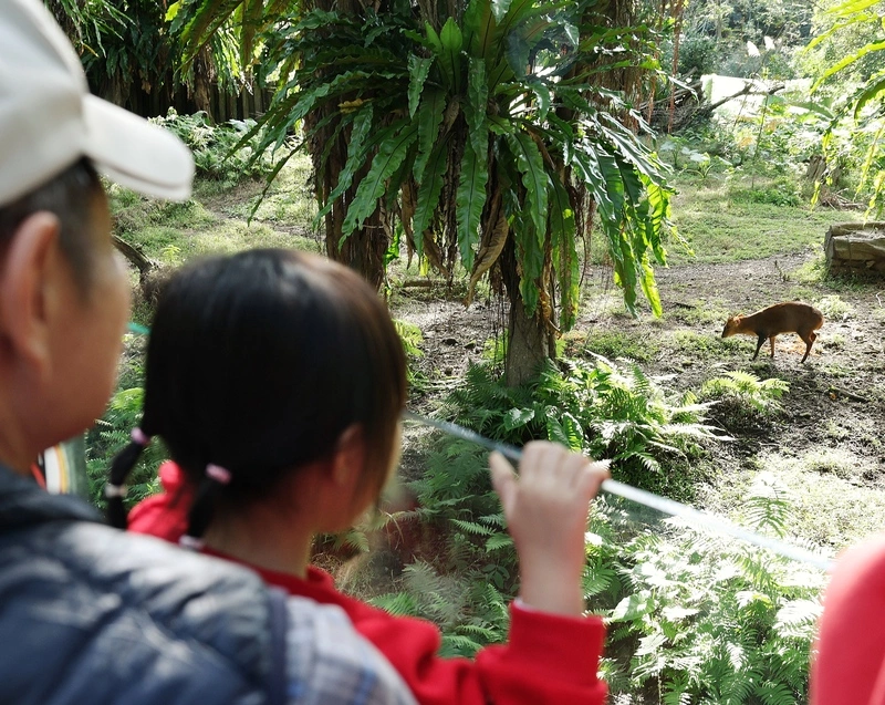 野生山羌闖入台北動物園（1）
