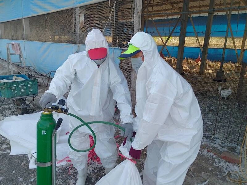 屏東蛋中雞場確診H5N1禽流感　執行撲殺