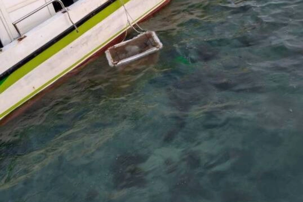 綠營提名參選人涉違法採海膽 澎湖縣黨部依規處理