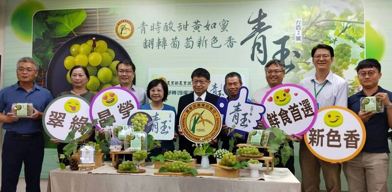 國產最大葡萄青玉問世  帶哈密瓜香氣抗高溫
