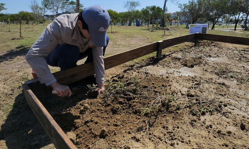 植樹節綠化布袋高跟鞋教堂  種500株耐鹽喬灌木