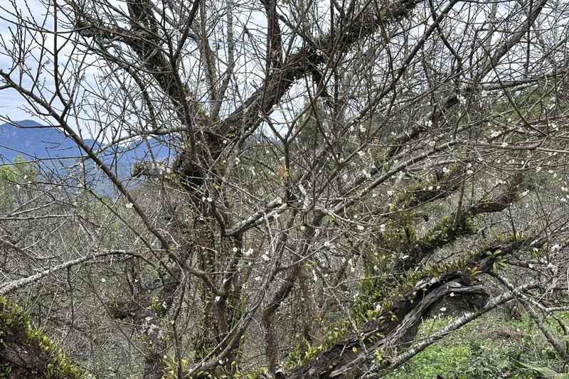台南梅嶺梅花開（2）