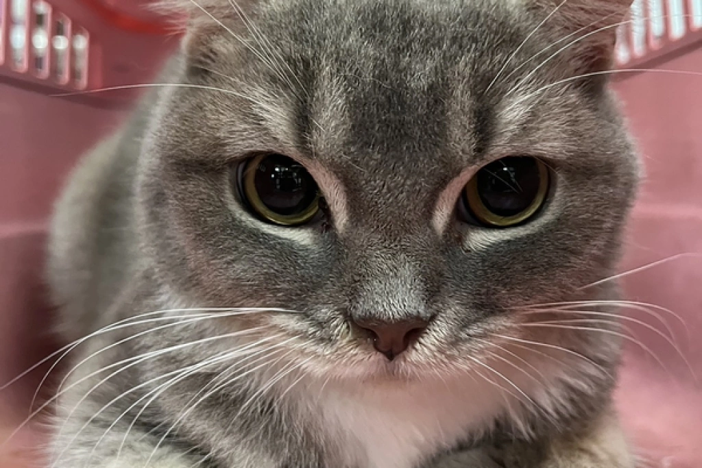 彰化動防所收容41隻品種貓　12/12開放認養