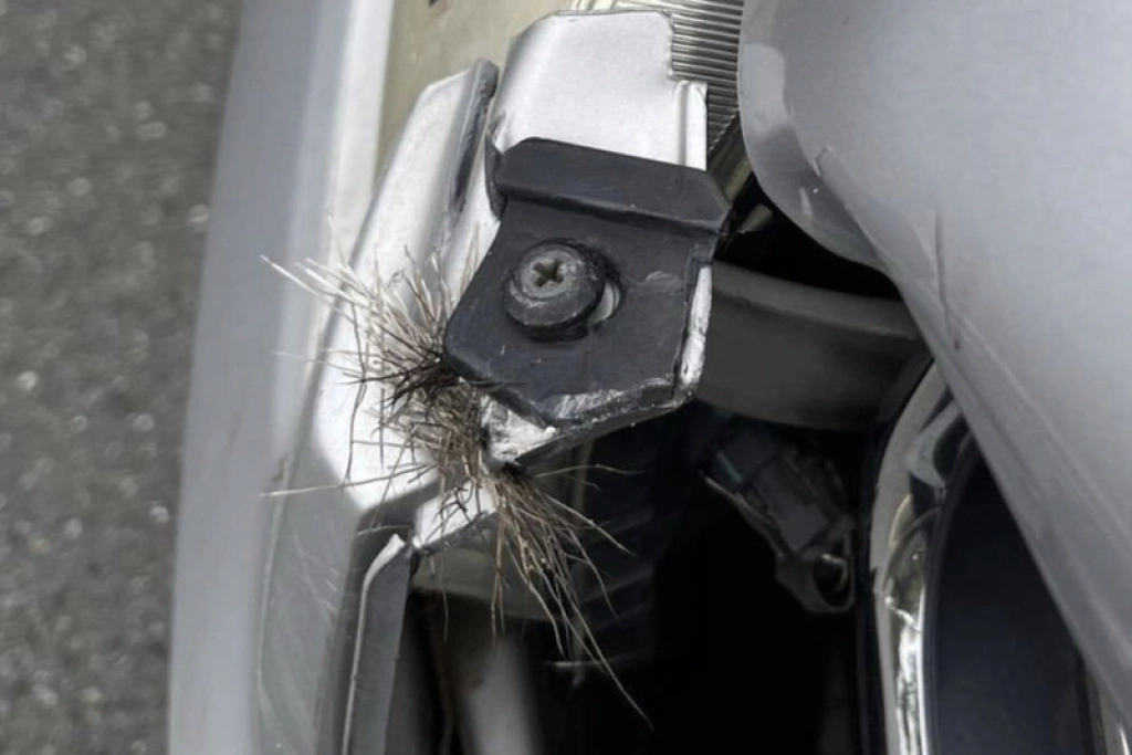 台74甲線東外環道發生汽車撞水鹿