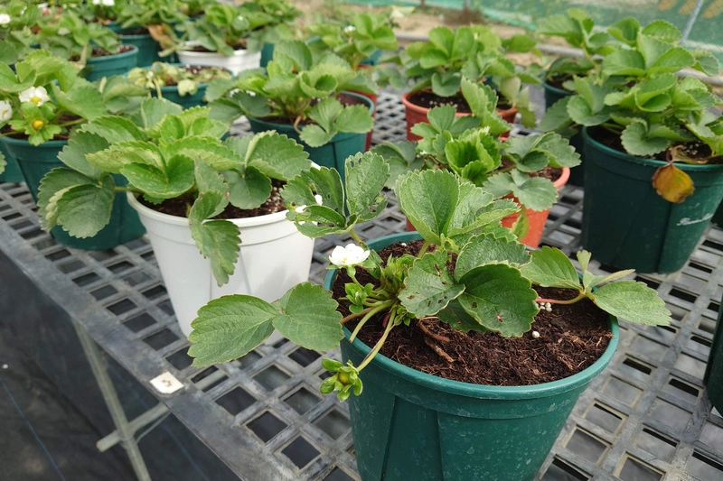 在家種出討喜草莓盆栽　台南青農推新手包教學