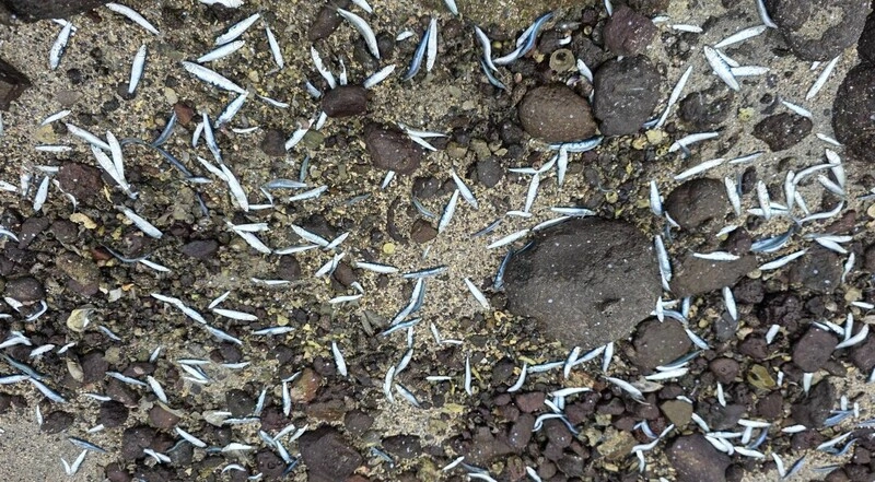 小鰛魚群受困澎湖五德石滬　民眾不費吹灰之力賺到新鮮魚貨
