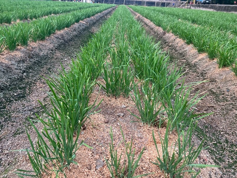 韭菜對抗氣候逆境　台中農改場微生物管理助增產量