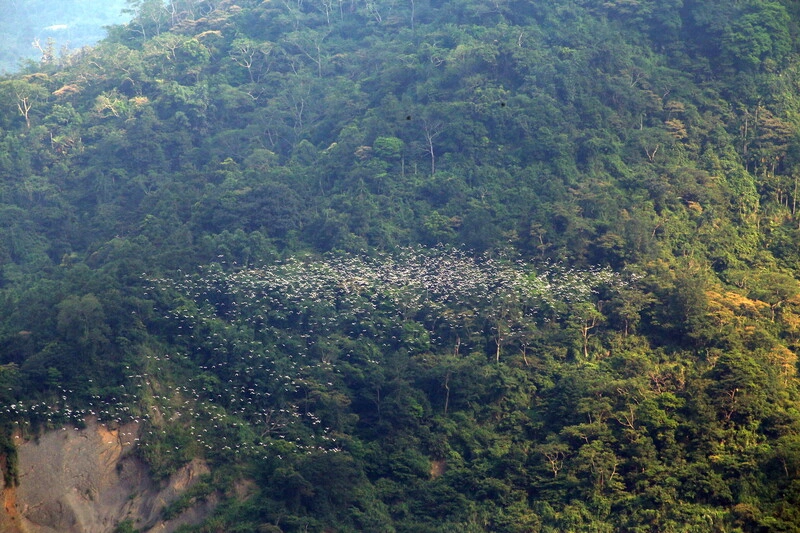 萬鷺朝鳳候鳥季登場　梅山太興村迎來生態奇景