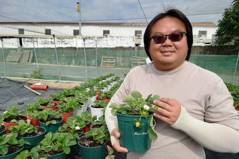 學電機出身的草莓農　張清文返鄉田園築夢