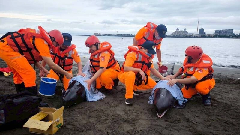 淡江大橋下4小虎鯨擱淺　海巡動保等30人搶救安置