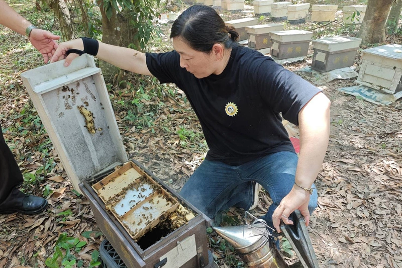 台南蜂農導入農改場技術　培育耐病與高採蜜力蜂種