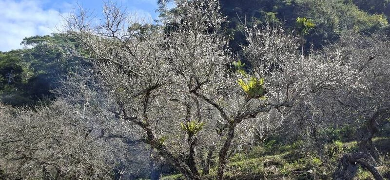 高雄六龜區梅花開約6成　區公所邀體驗冬日山城