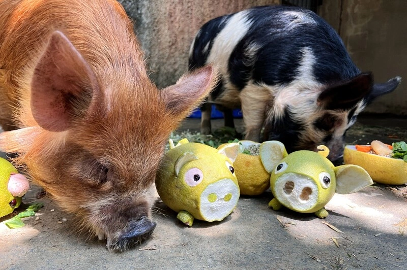 壽山動物園過中秋　大啖烤肉串、柚子及椪餅