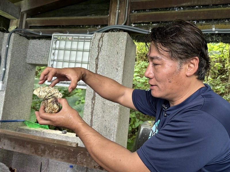 硨磲貝為珊瑚礁生態健康的指標性生物