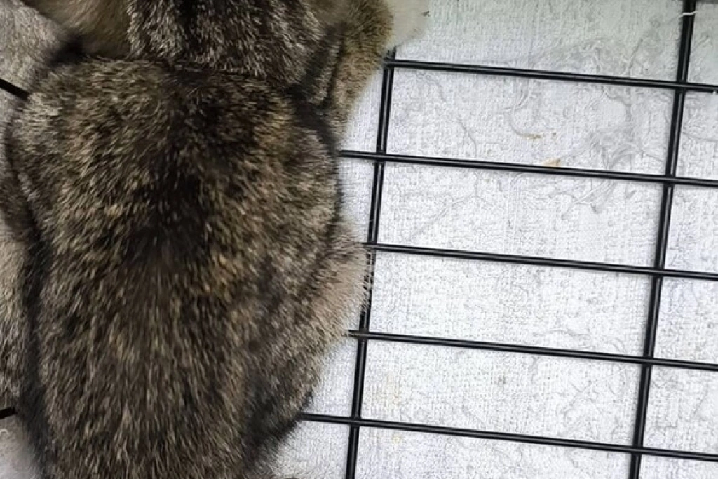 西寧國宅大樓內有街貓　北市府救援