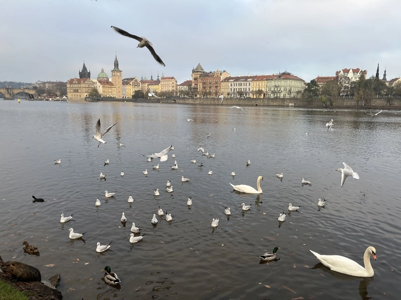 布拉格天鵝遭擄走影片瘋傳  警追查疑非法交易慣犯