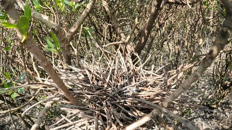 外來種埃及聖䴉移除　北市確認清零