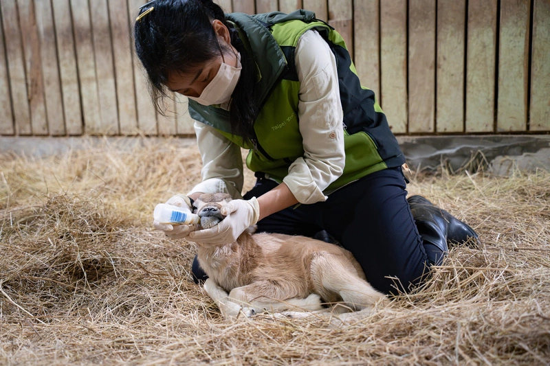 北市動物園極度瀕危小弓角羚羊人工哺育