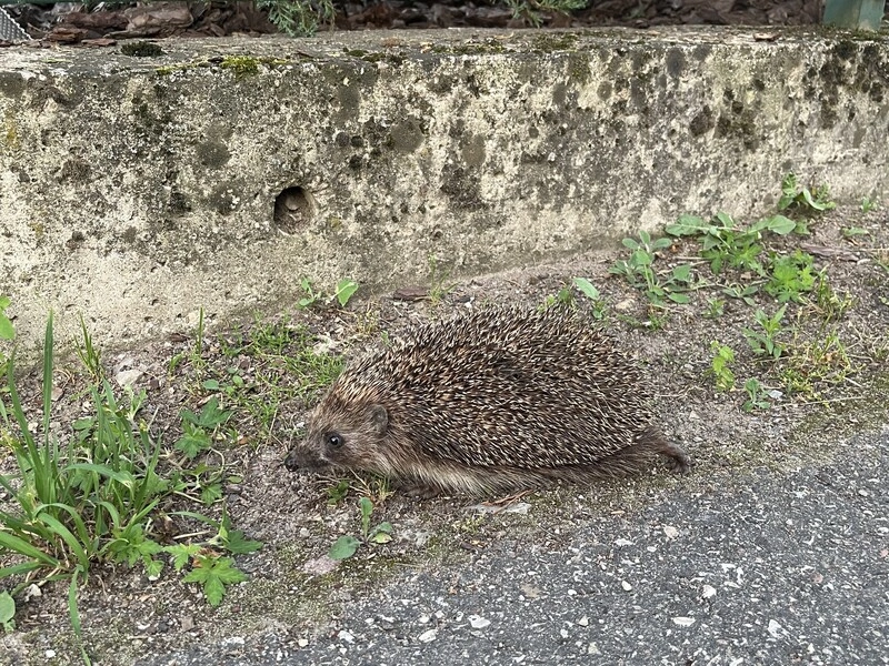 愛沙尼亞選定刺蝟為2026年度動物