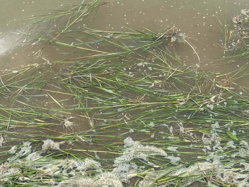 互花米草漂流潮間帶恐擴散 金管處：視天候進場清理