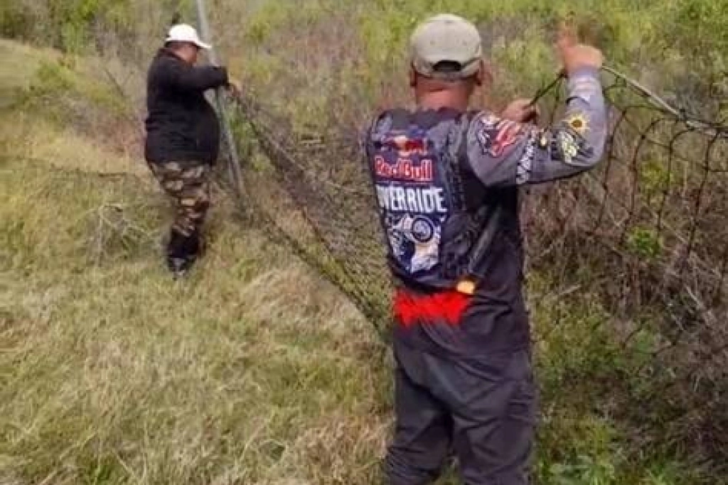 梅花鹿遭圍網纏困亡　墾管處要權責單位清查尼龍網