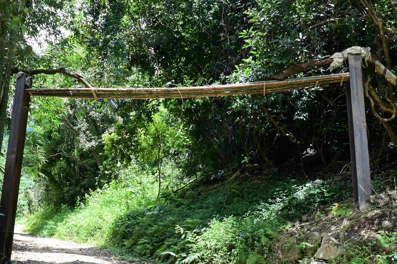 台南南山林道修復　設鴨腱藤保護設施