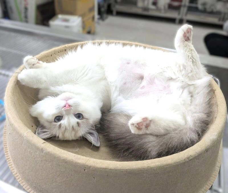 新竹縣動保所已絕育布偶貓　3/18開放認養