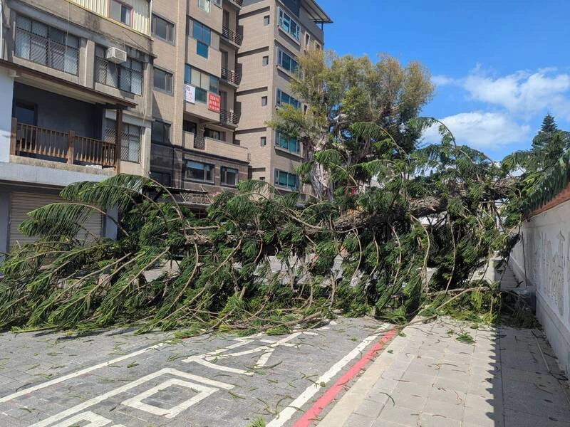 金門校園逾10公尺樹倒橫跨路面　林務所清除無人傷