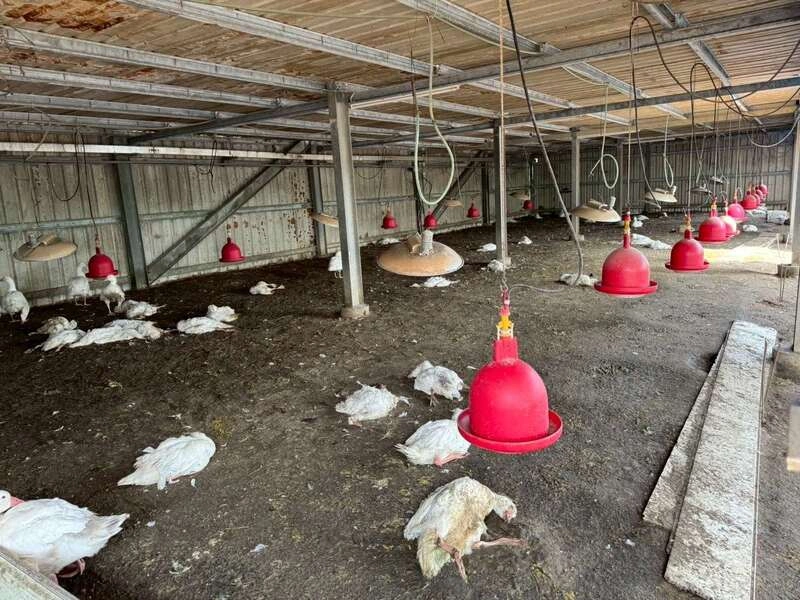 雲林水林鵝場確診禽流感　撲殺883隻全面清消