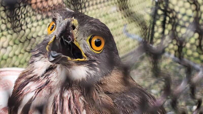 鳳頭蒼鷹及時獲救　林保署提醒民眾正確救援