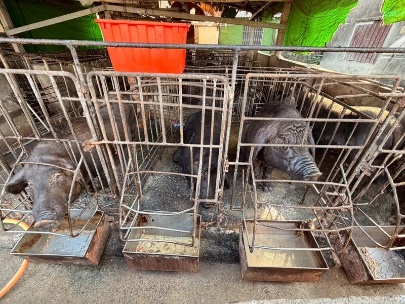 屏東查獲養豬場違規以廚餘養豬（2）