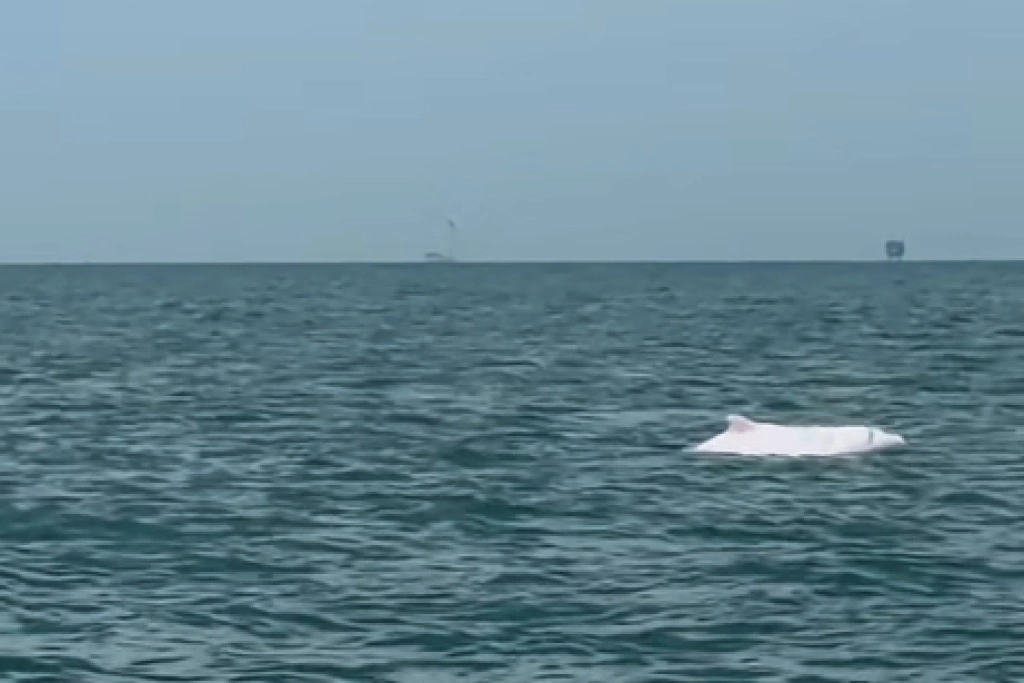 彰化鹿港外海白海豚現蹤　網友驚喜直呼好幸運