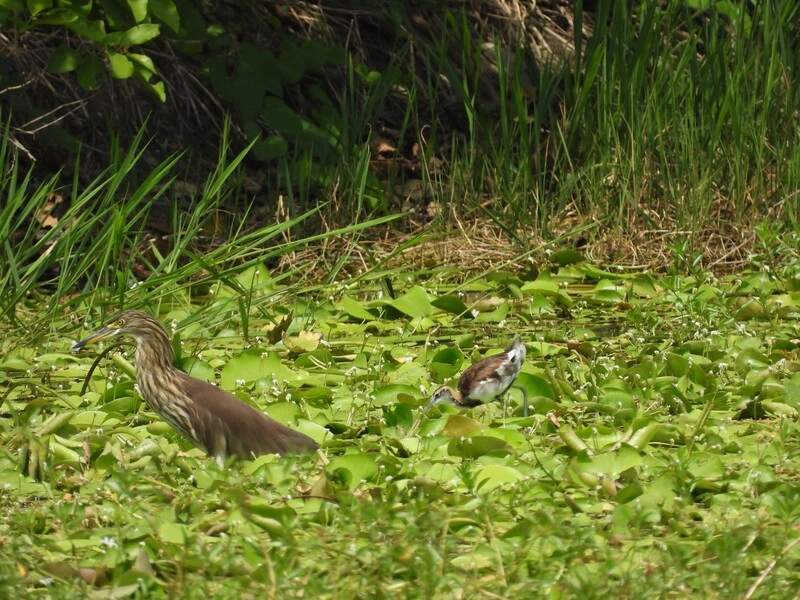 高雄洲仔濕地將辦嘉年華活動