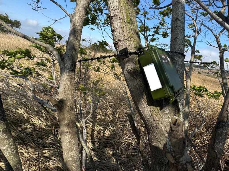 瀕危草鴞現蹤大肚山及海岸濕地　更新中部活動紀錄