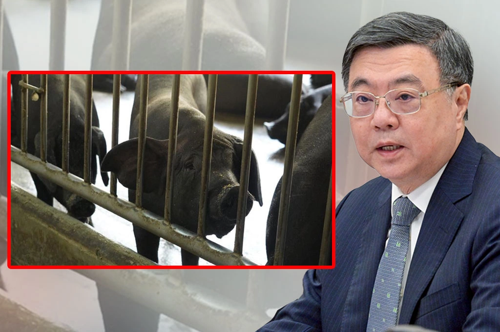 台中養豬場驗出非洲豬瘟陽性...卓榮泰四點裁示曝「台中設置前進應變所」：下午兩點半開應變會議！